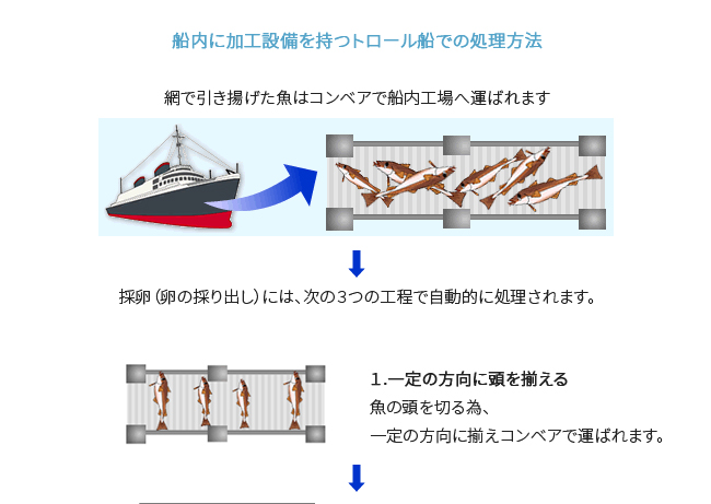 船上加工 (卵の採り出し)