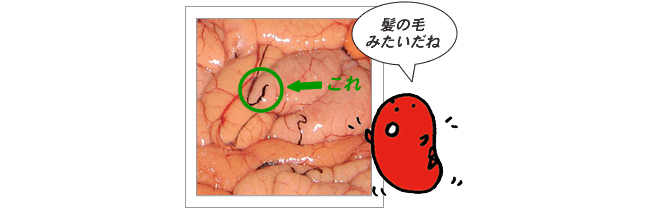 ヒゲについて