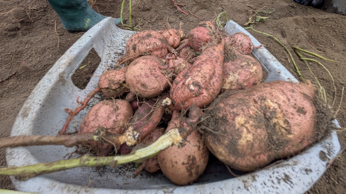 秋の味覚、さつまいも掘りに行ってきました！