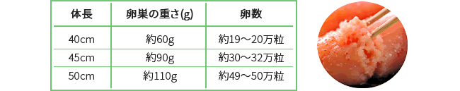 明太子の粒の数は？